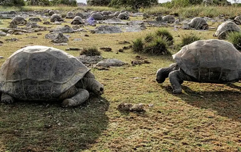 Shkencëtarët zbulojnë 180 mijë breshka gjigante në një ishull të Seychelles