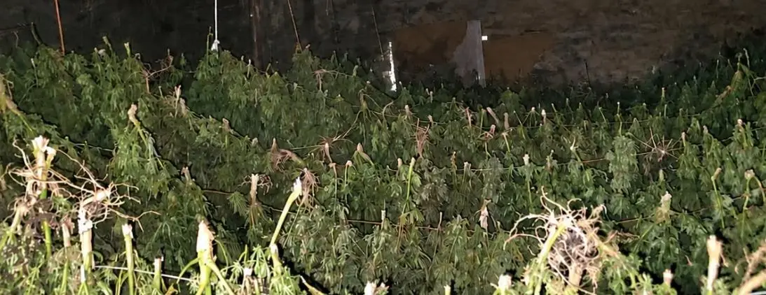 Mbi gjysmë ton drogë në Maqitevë të Suharekës: Kërkohet paraburgim për dy të dyshuarit