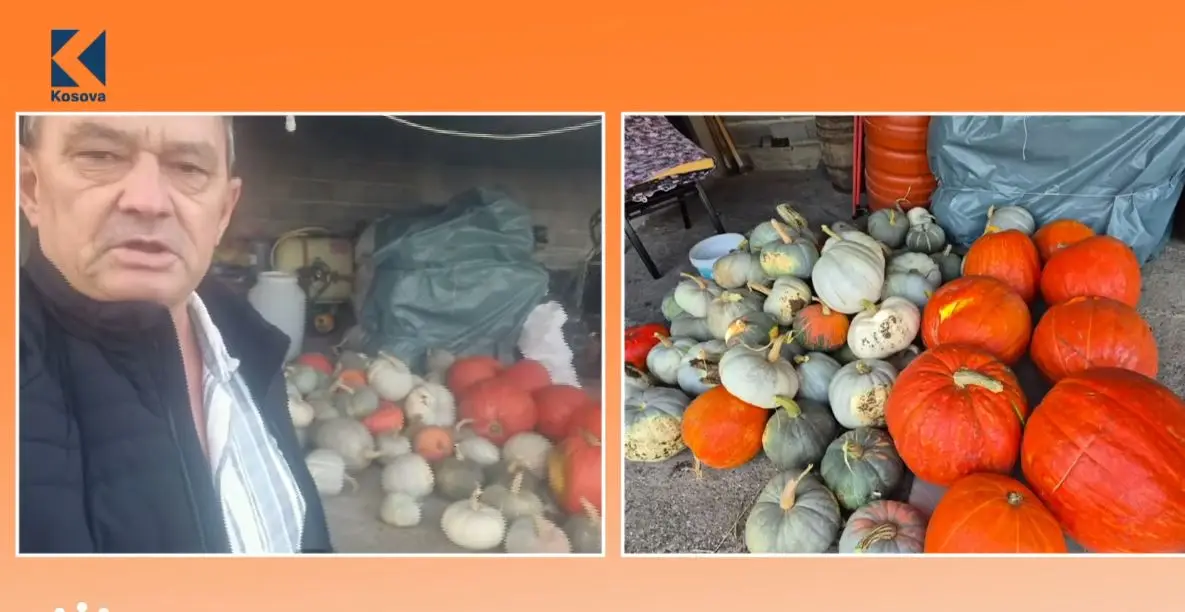 Kungull gjigant mbi 32 kg i rritur në Kosovë, kultivuesi tregon sekretin e suksesit (VIDEO)