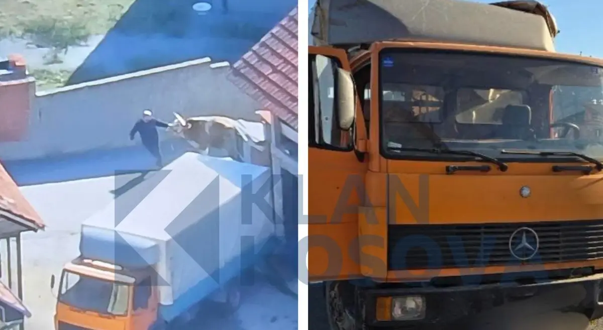 Parandalohet kontrabanda e kafshëve në Kamenicë, ikën shoferi